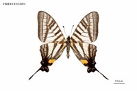 藏品(黑尾劍鳳蝶)的圖片